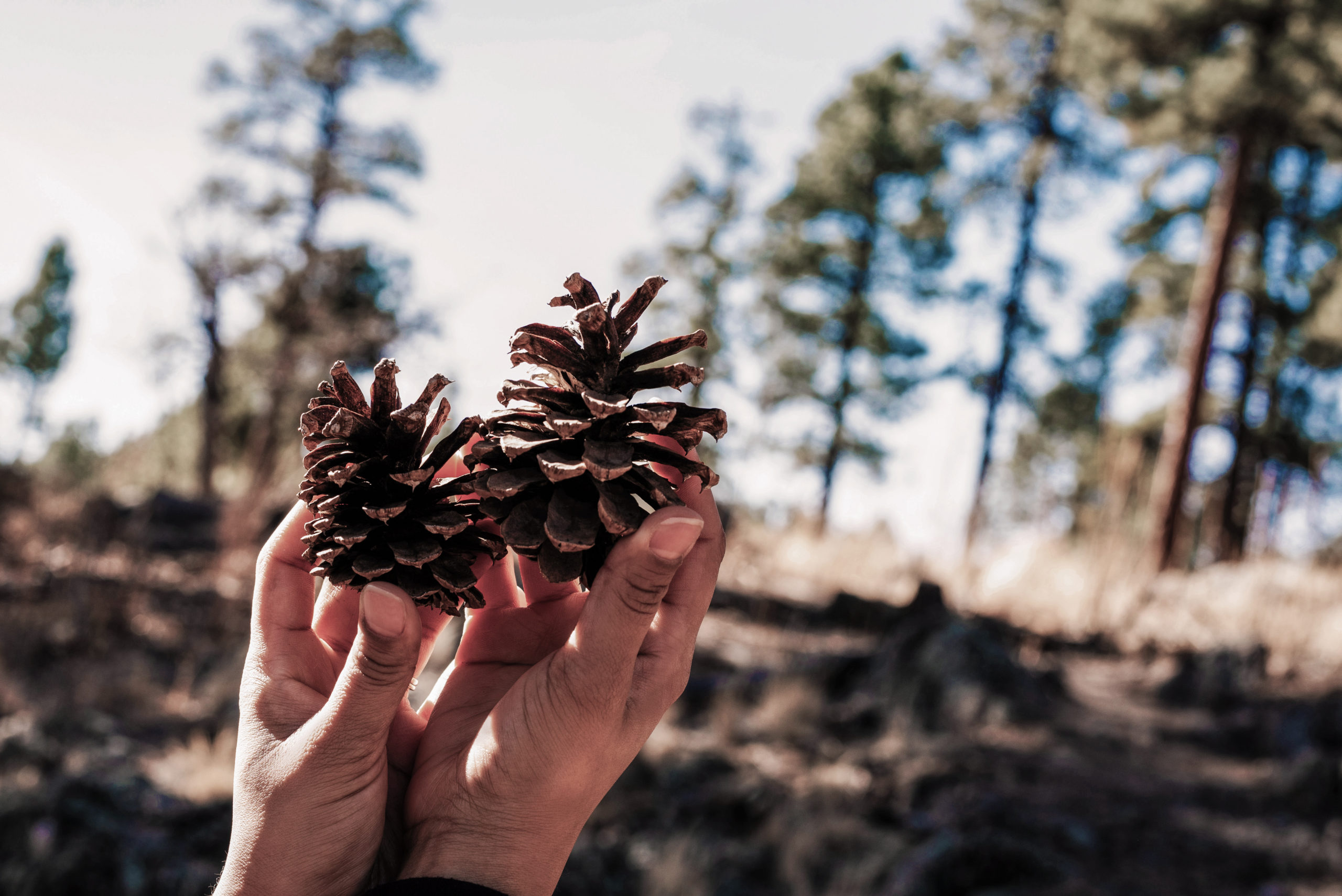 hand-holding-a-little-pine-cone