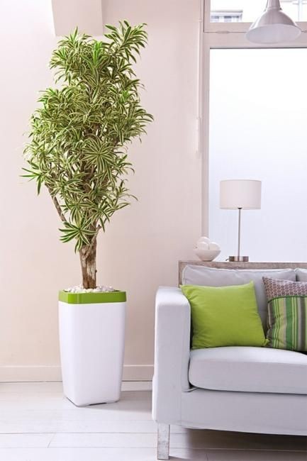 indoor-plant-in-a-vibrant-and-bright-living-room