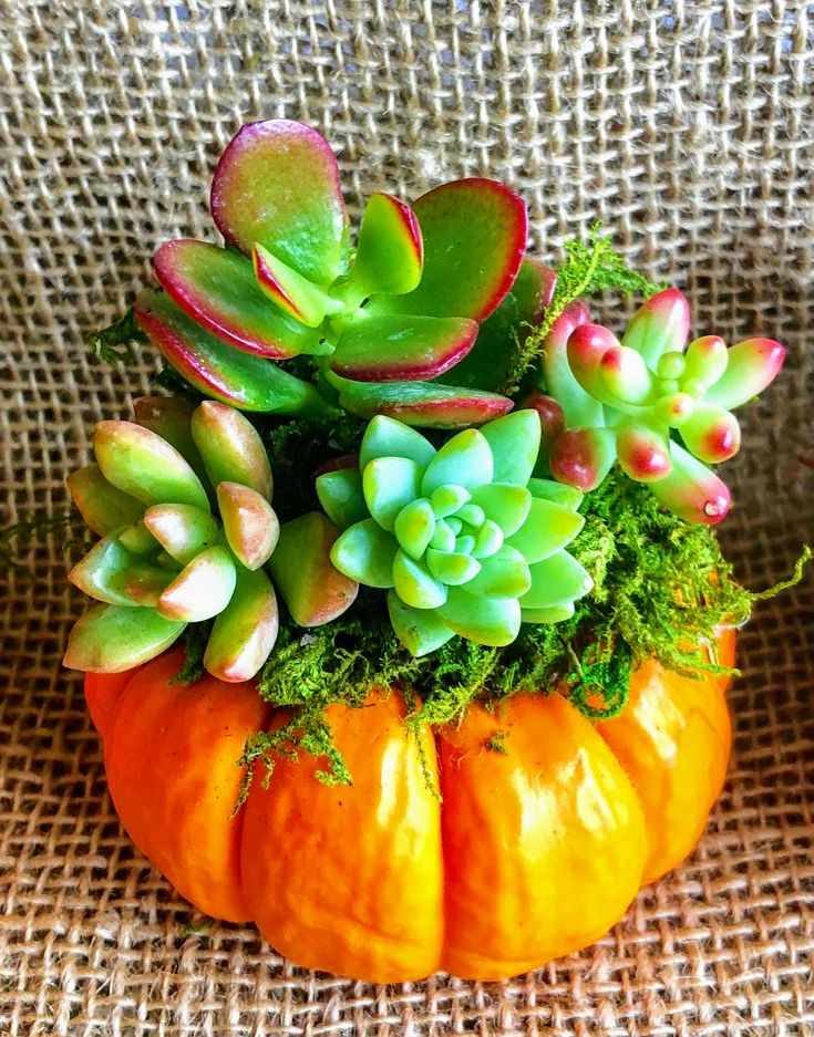 halloween-gift-ideas-for-teachers-succulent-plant