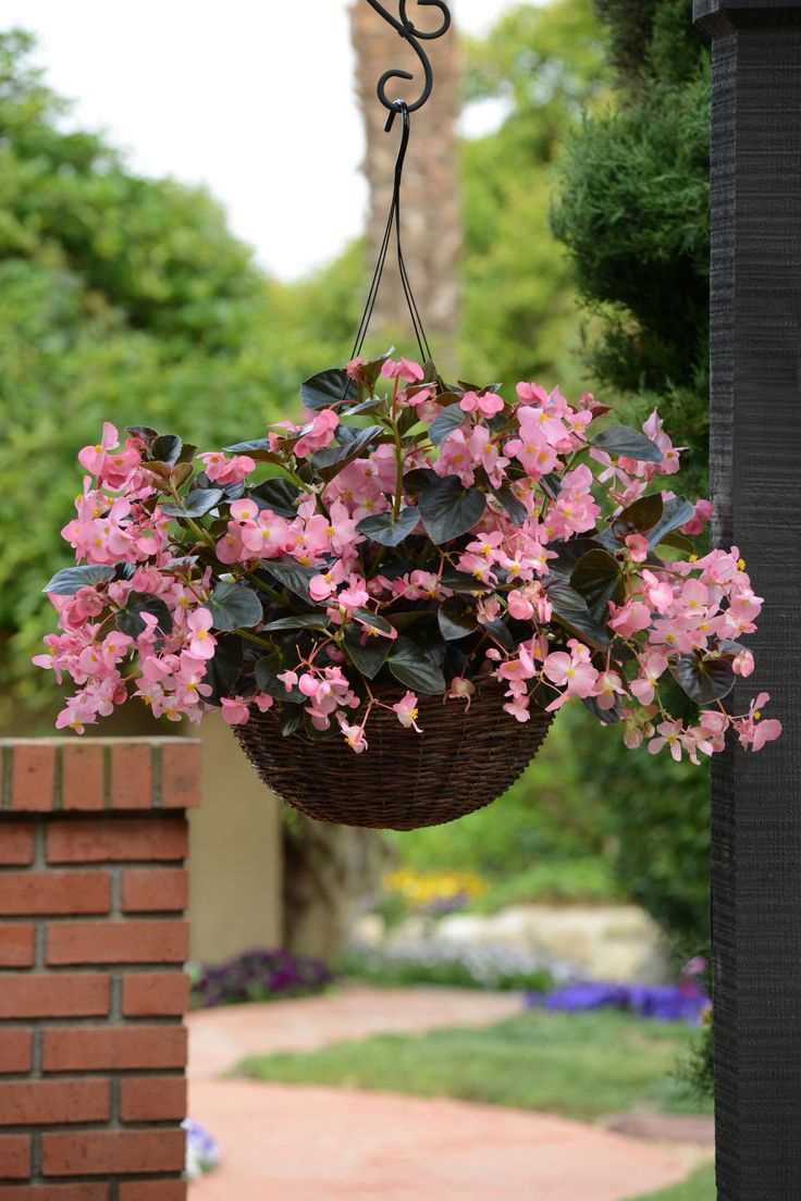 hanging-basket-of-plant