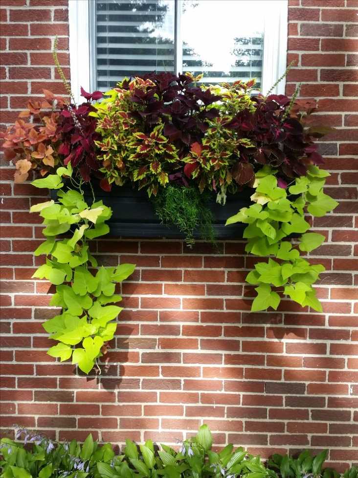 balcony-rails-plants-as-a-way-of-incorporating-plants-into-small-outdoor-area