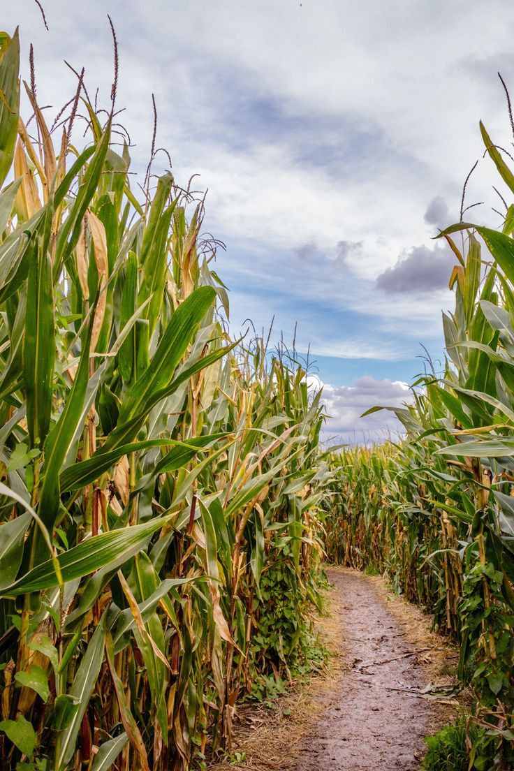 visit-a-corn-maze