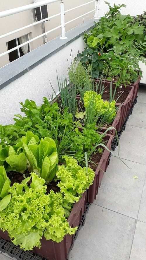 Herb and vegetable garden for small patio design 