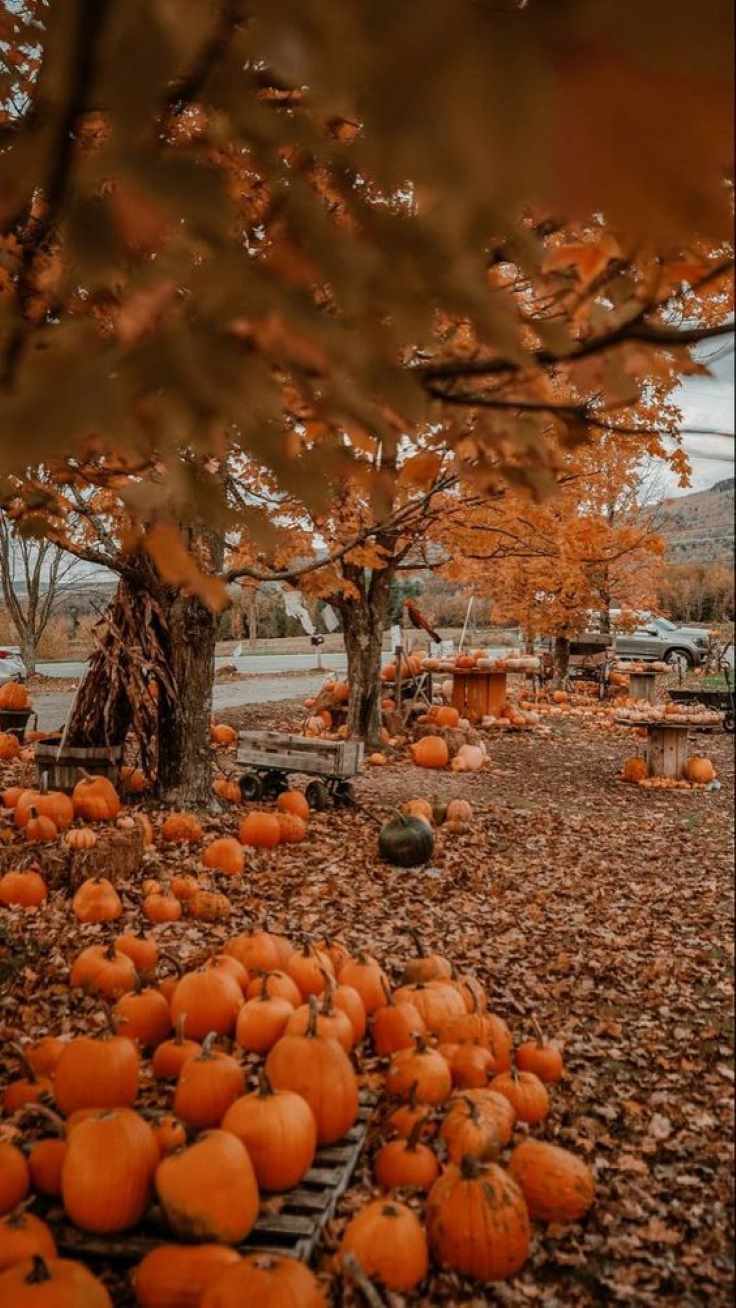 pumpkin--patch-visit-halloween-activities-to-enjoy