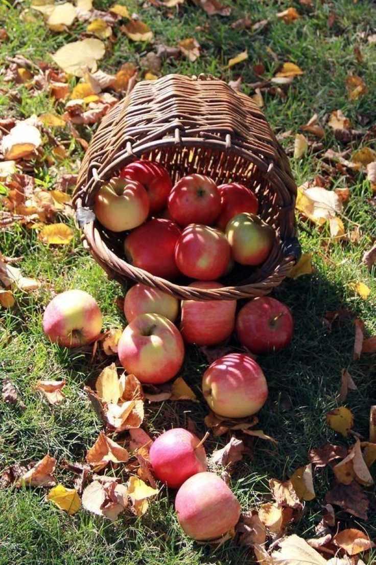 apple-picking-halloween-date-idea