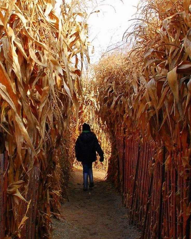 corn-maze-halloween-date-idea