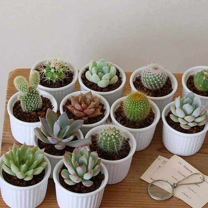 desktop-succulent-garden