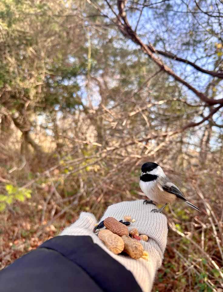 go-bird-watching