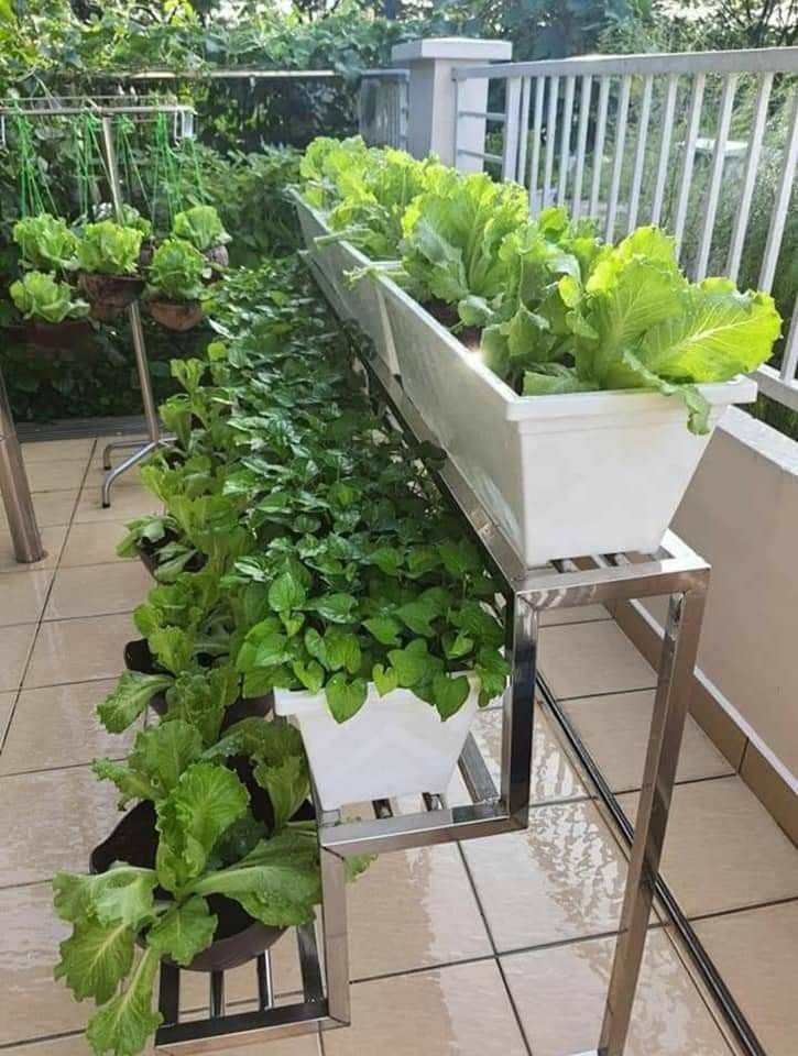 Raised garden beds