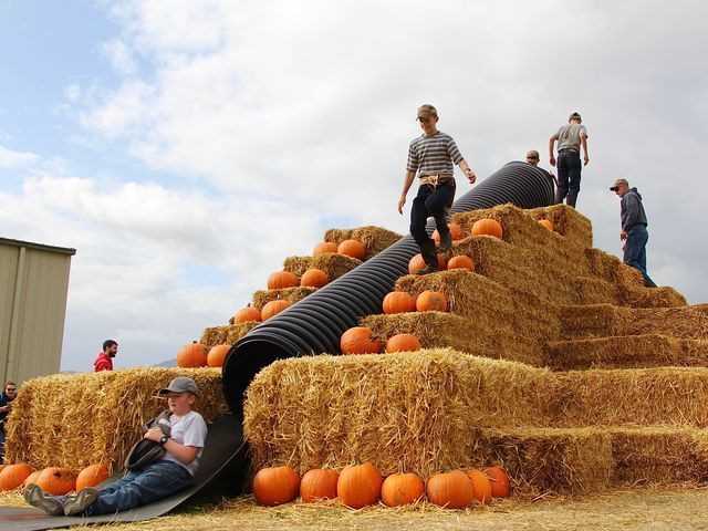 Visiting-pumpkin-patch-as-one-of-the-exciting-thing-to-do-for-thanksgiving-weekend 