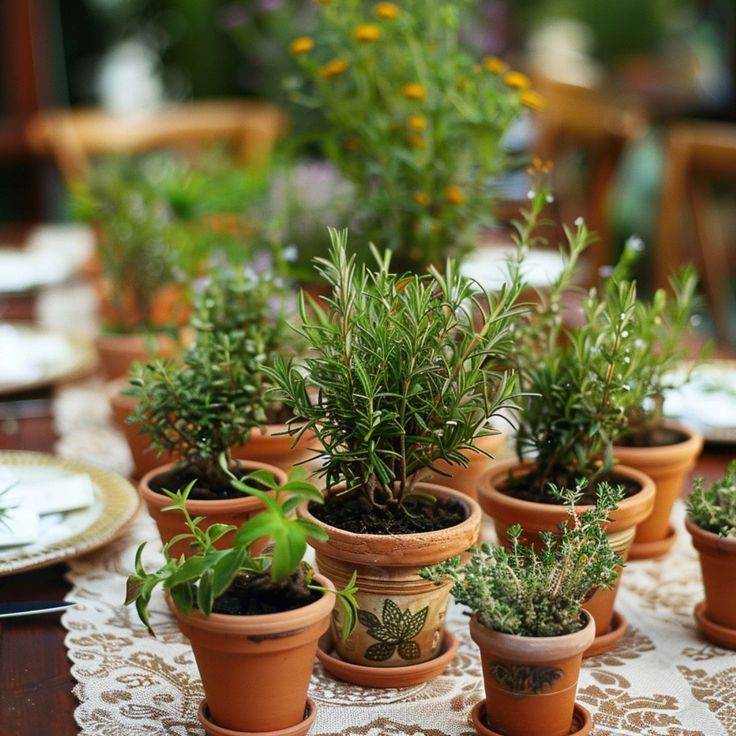 mini-greenhouse