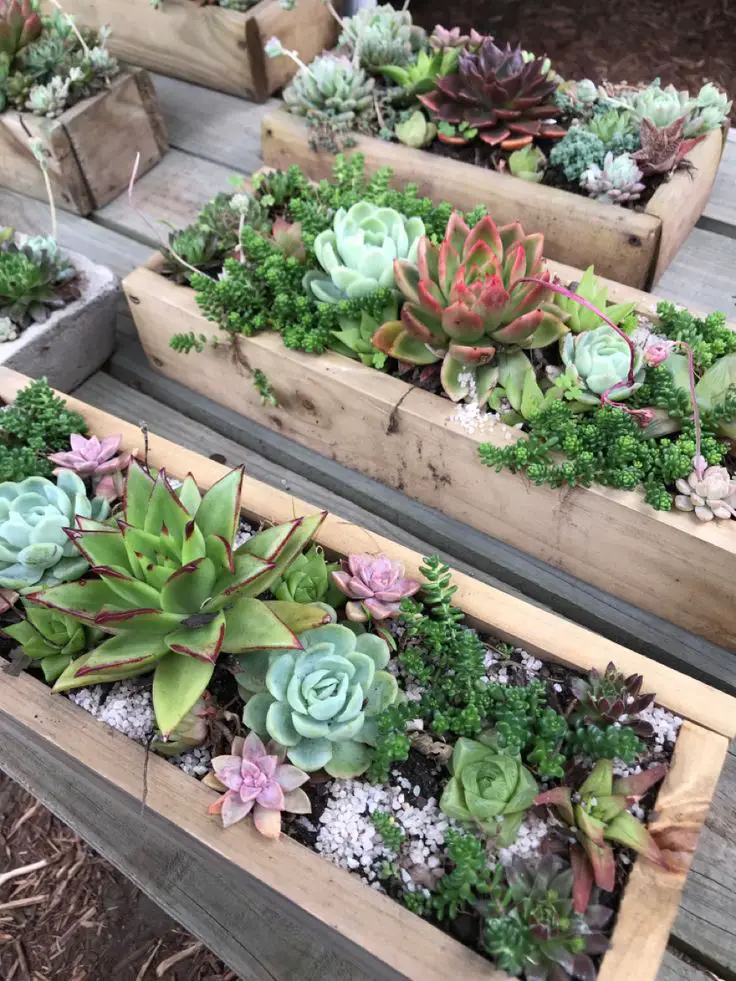 succulent-plant-in-a-wood-tray-spring-craft-udeas-for-adults