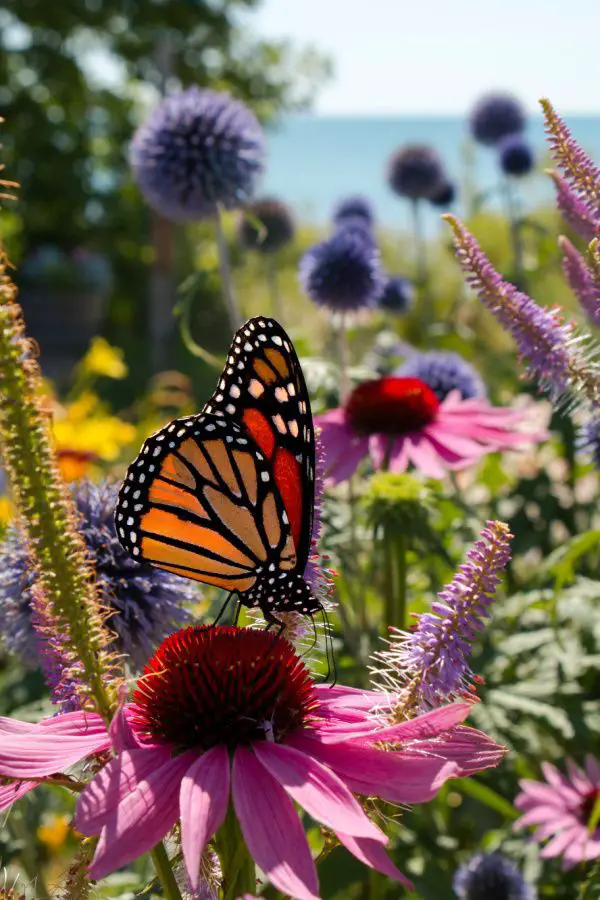 create-a-butterfly-garden