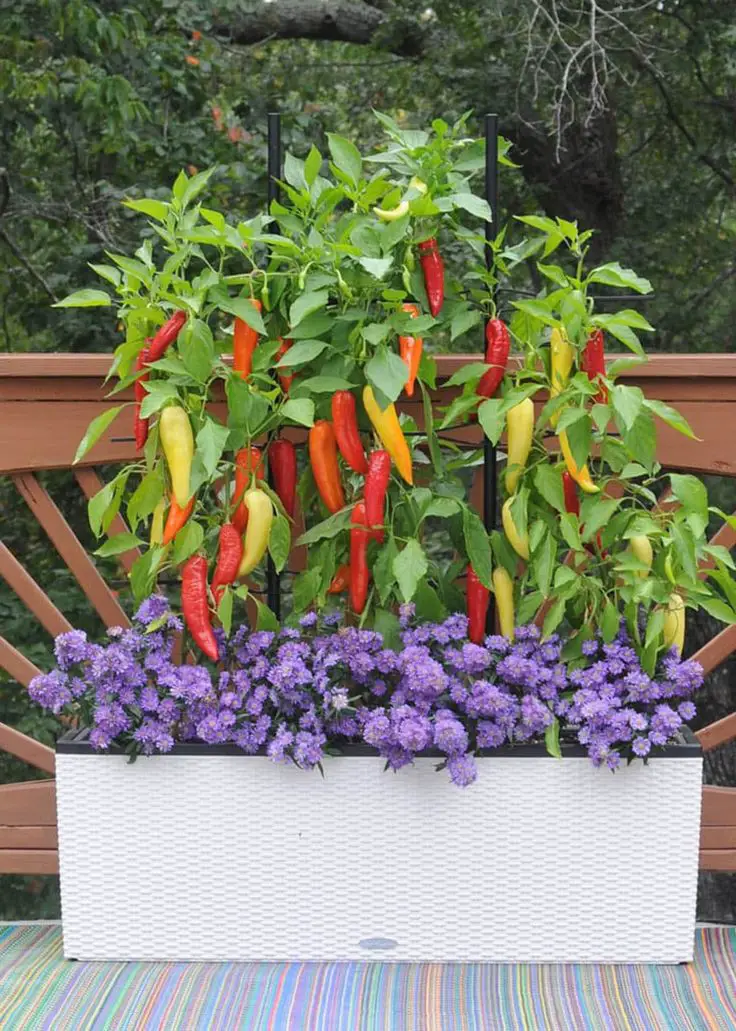 grow-vegetables-in-containers