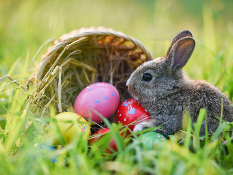 How to catch the Easter Bunny activities