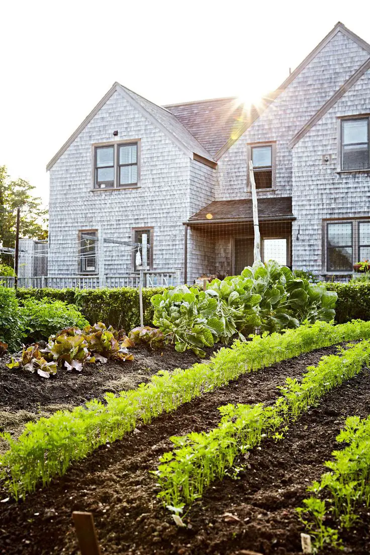 plant-in-rows-for-easy-harvesting