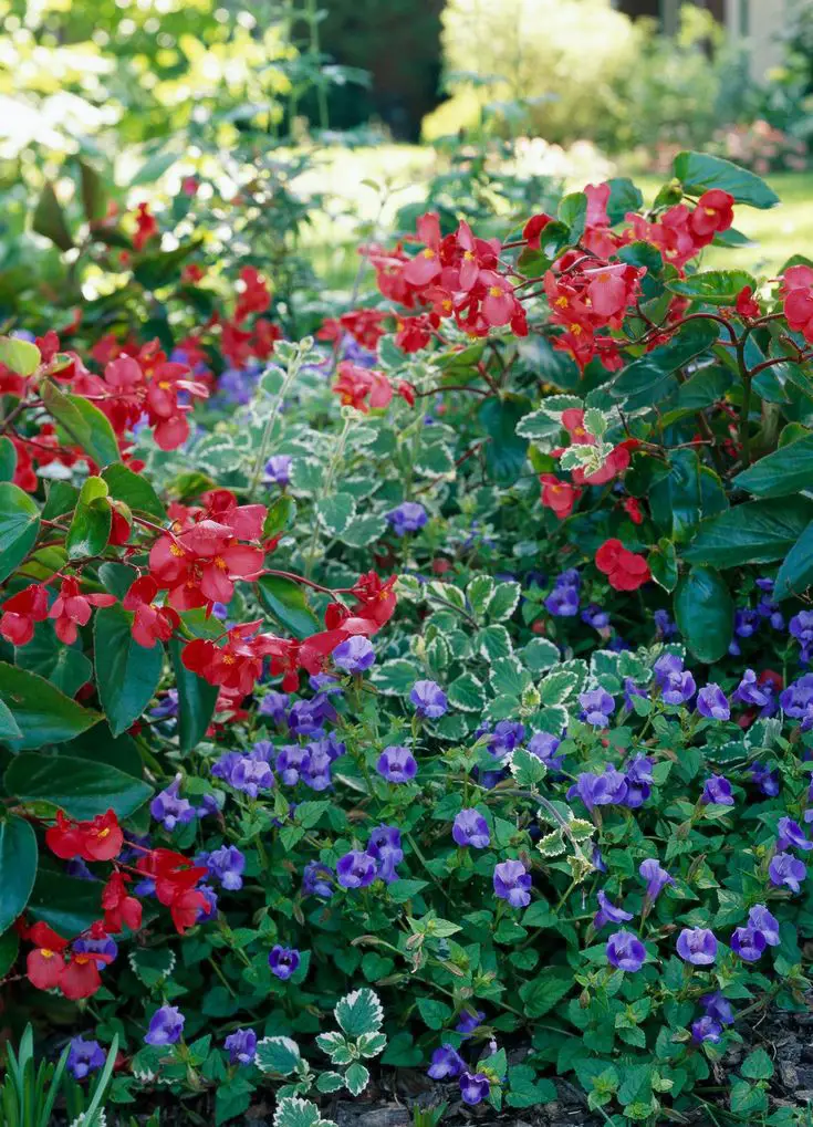 plant-annuals-for-immediate-colours-spring-garden-ideas