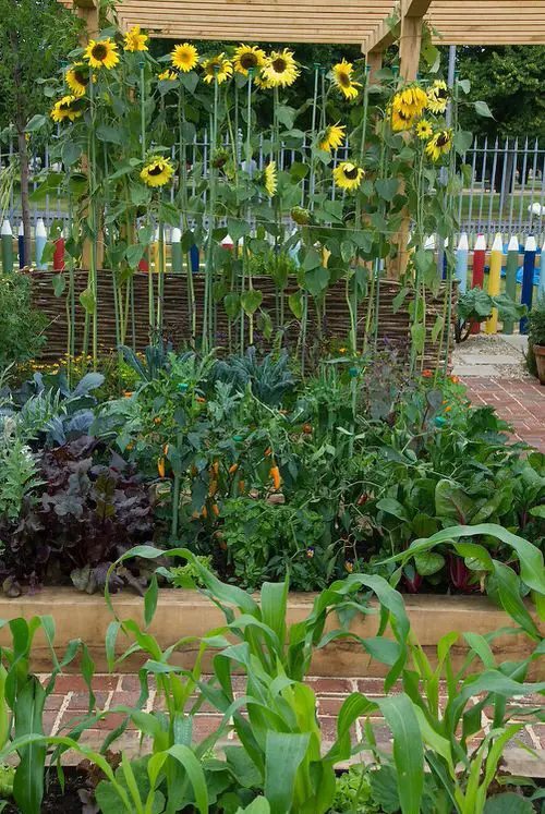 grow-flowers-and-veggies-together