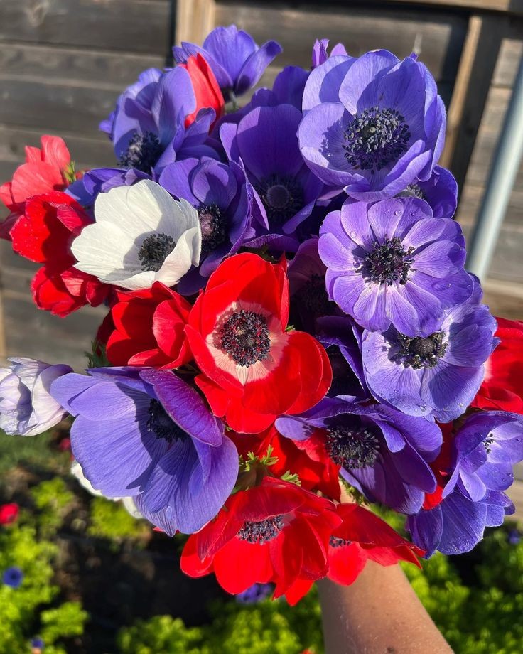 poppy-and-anemone-combo-spring-flower-arrangement