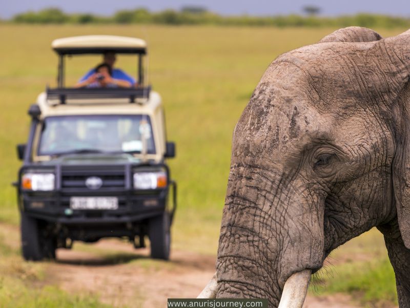 Couples-viewing-Wildlife-and-Romance.