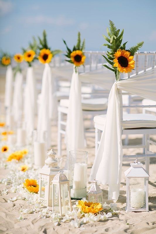 sunflower-yellow-and-white