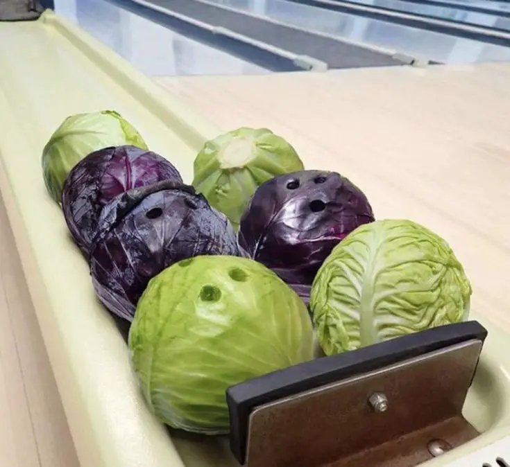 cabbage-bowling