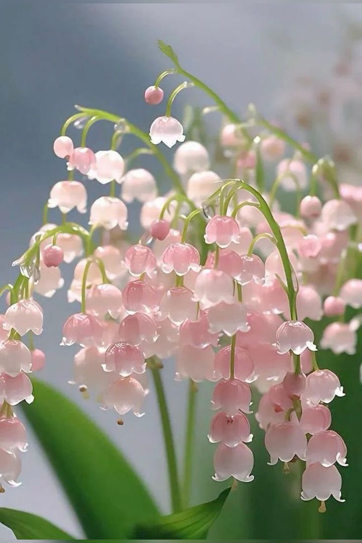 Delicate-Sweetness-Lily-of-the-Valley-and-Roses