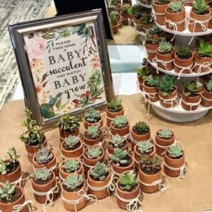 this is a Mini Succulent Plants
