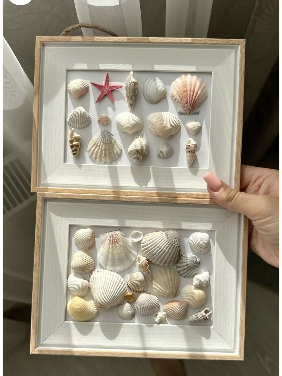 Seashell Shadow Boxes