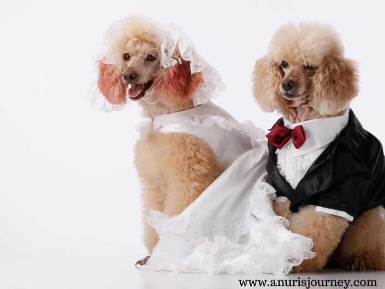 45 Dog Wedding Ideas For Your Pet To Love