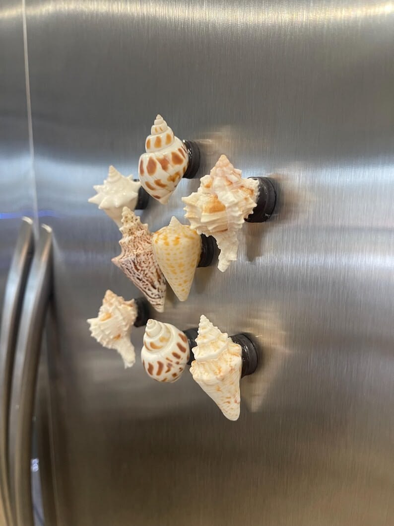 sea shell magnet