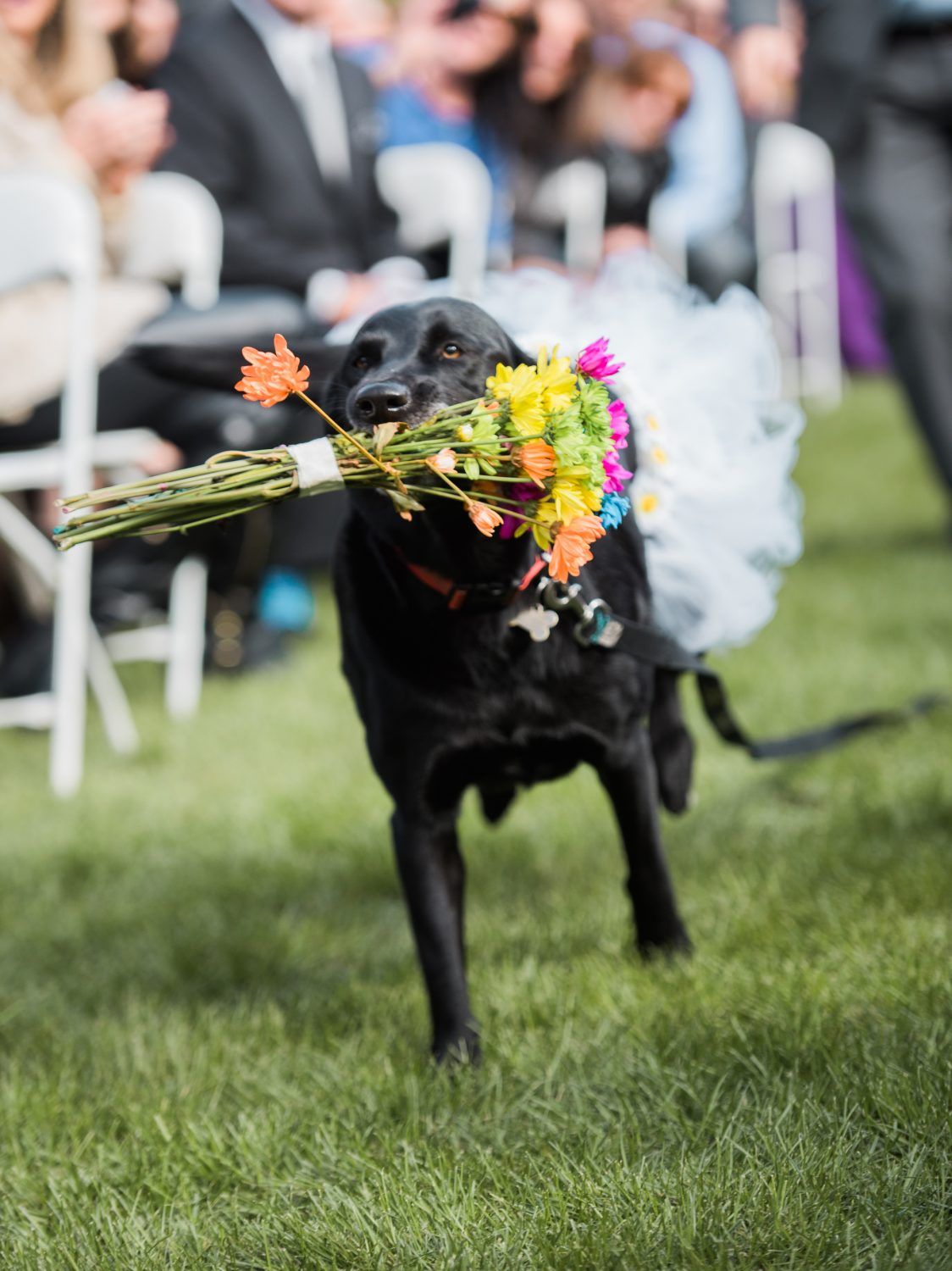 Dog Bouquet Holder