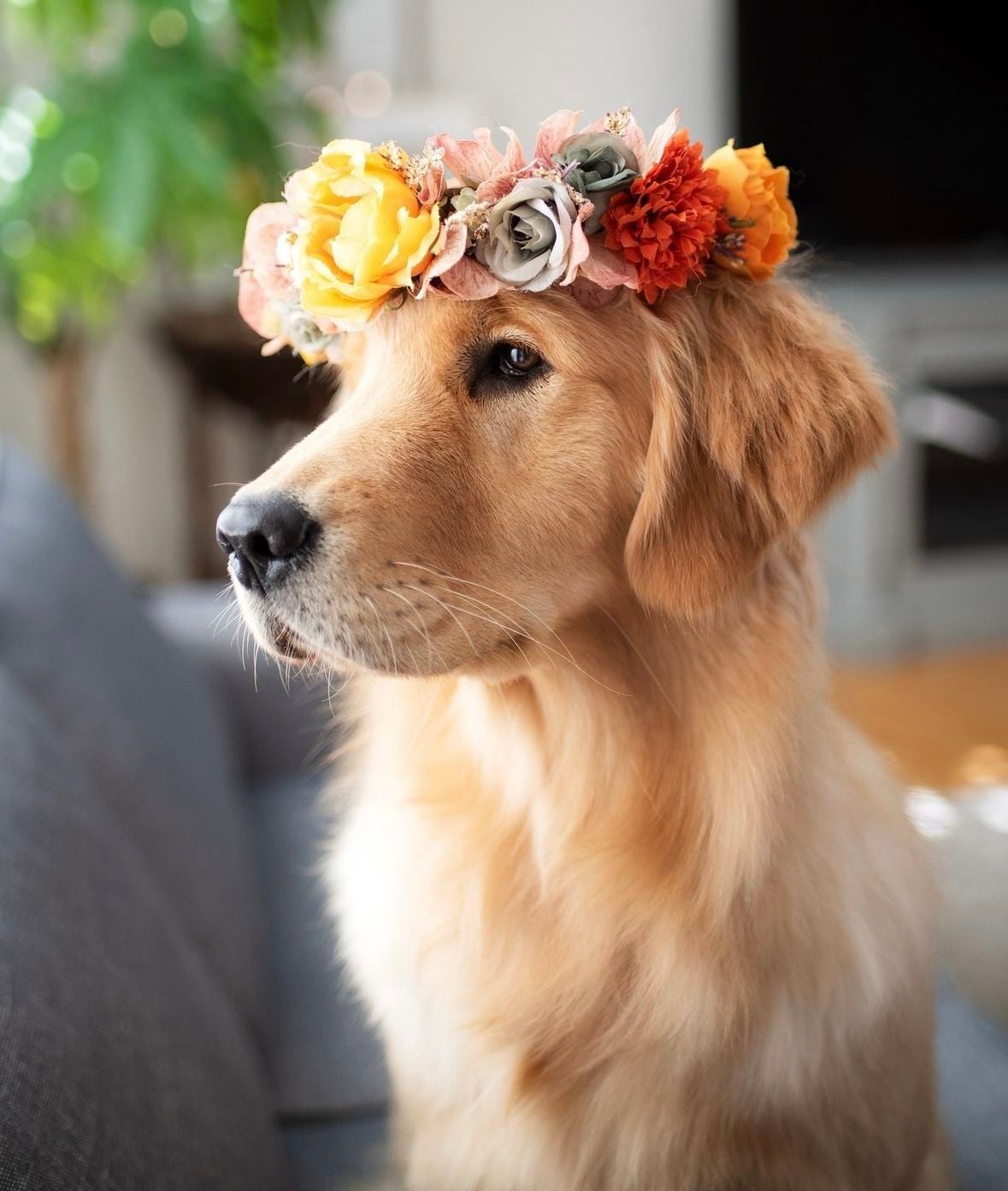 Dog Flower Crown