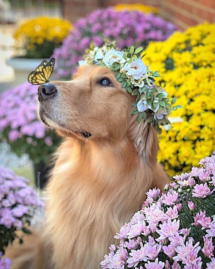 Dog-Friendly Flowers