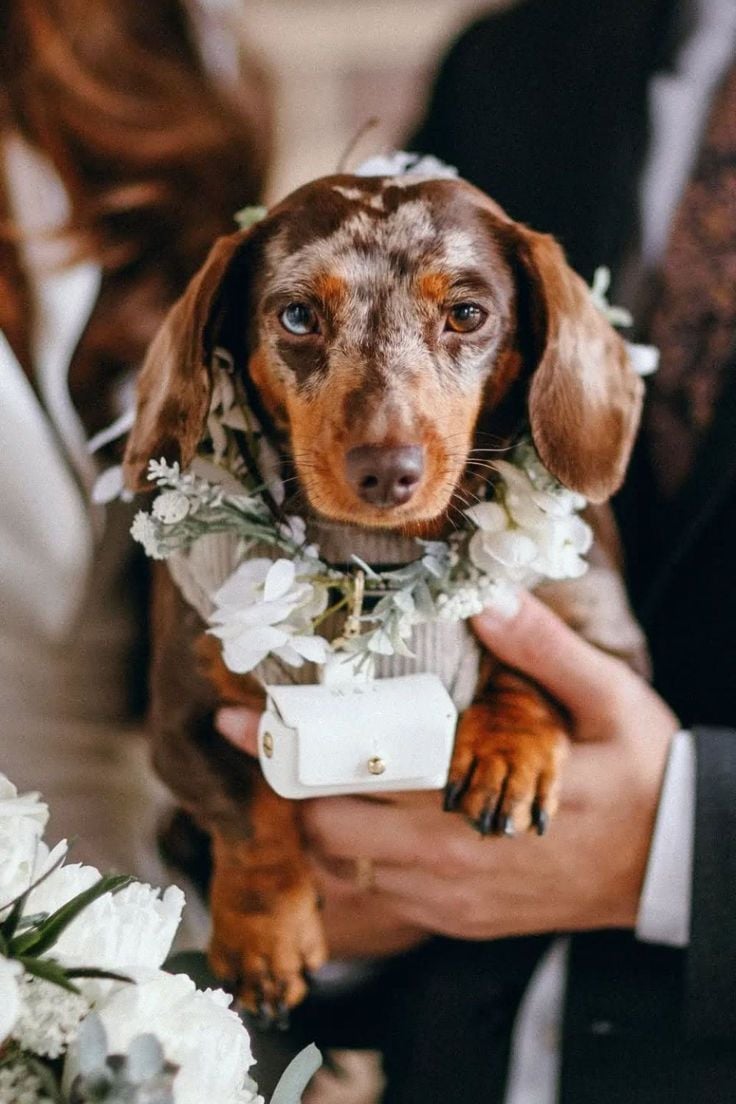 Dog Ring Ceremony Alternative