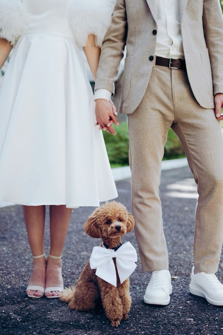 Dog wedding outfit