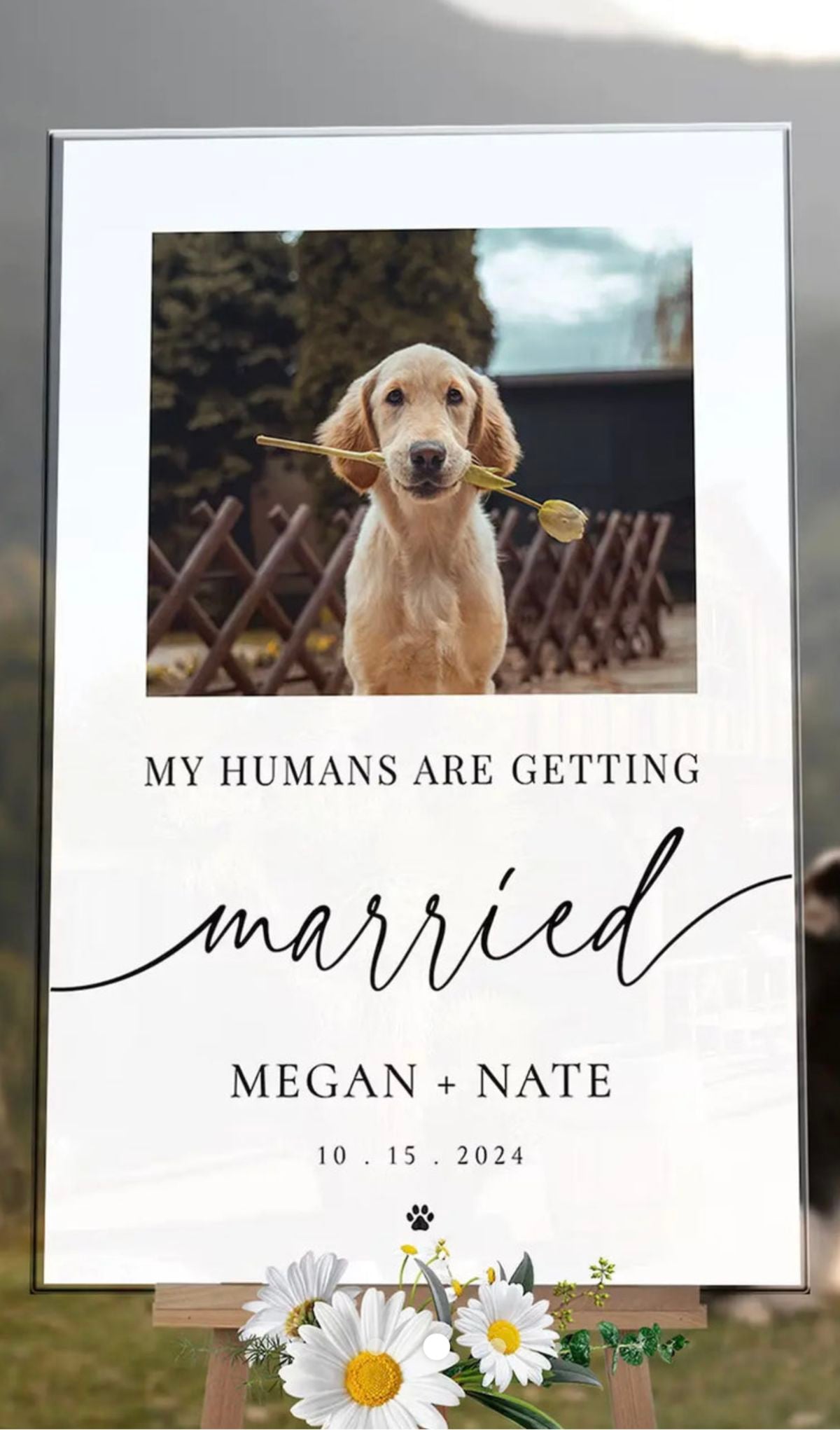 Dog Wedding Program