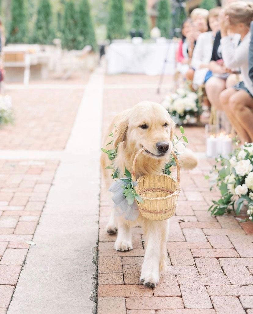 Doggy Flower Petal Toss