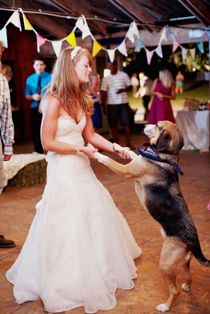 dog dancing with bride on wedding day