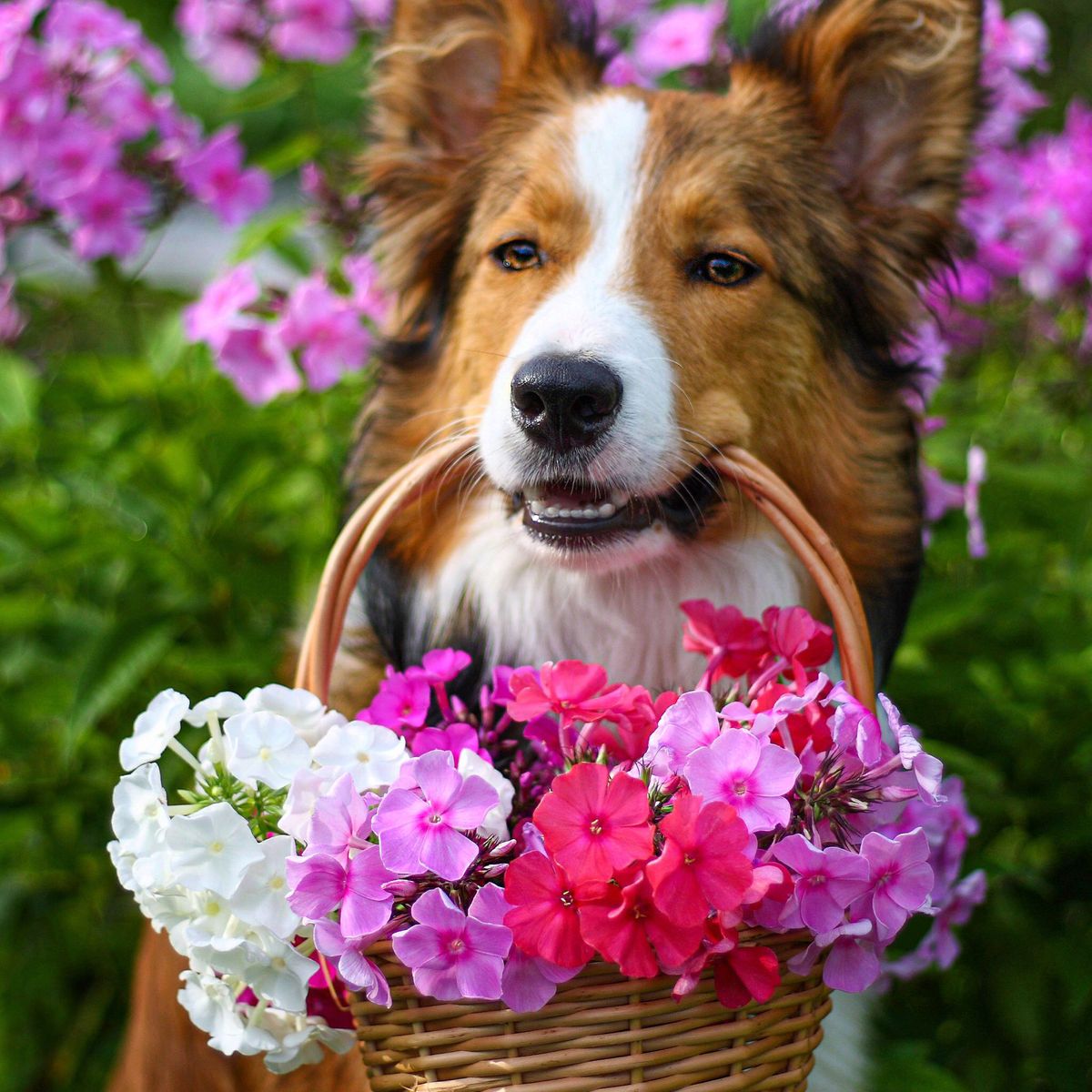 dog carrying a flower basket