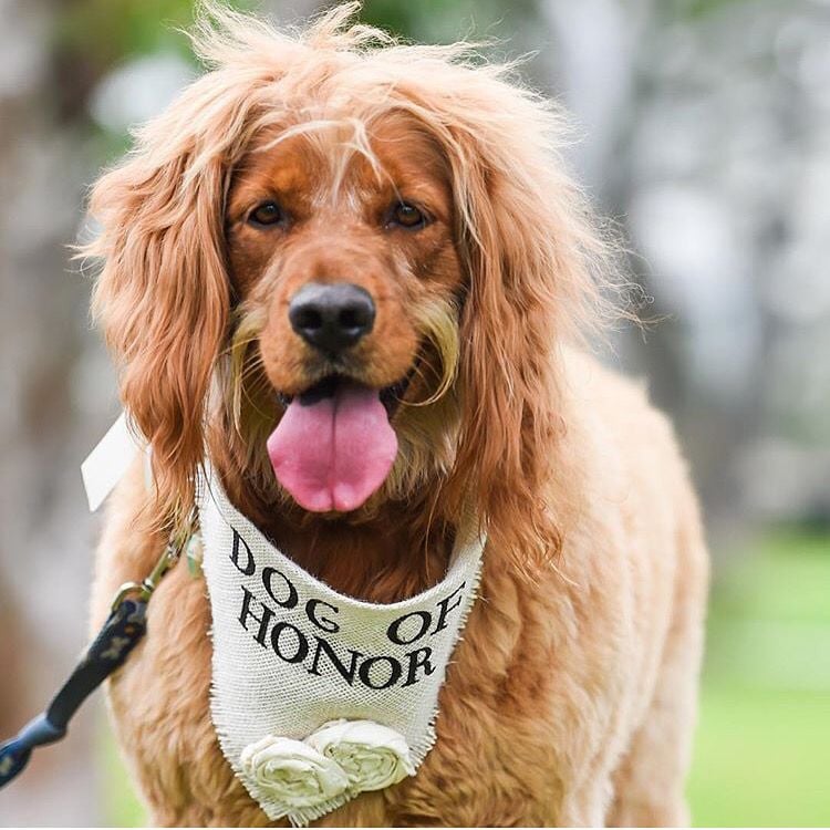 Dog of honour