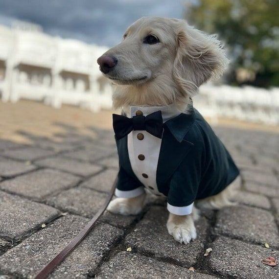 dog on suit for wedding