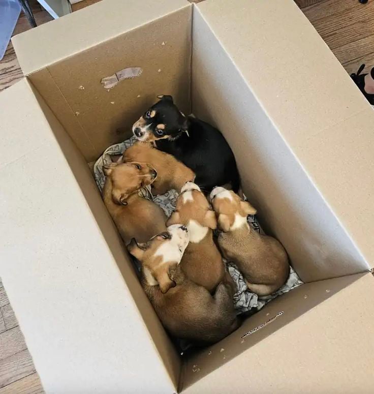 Animal Rescue Mission
