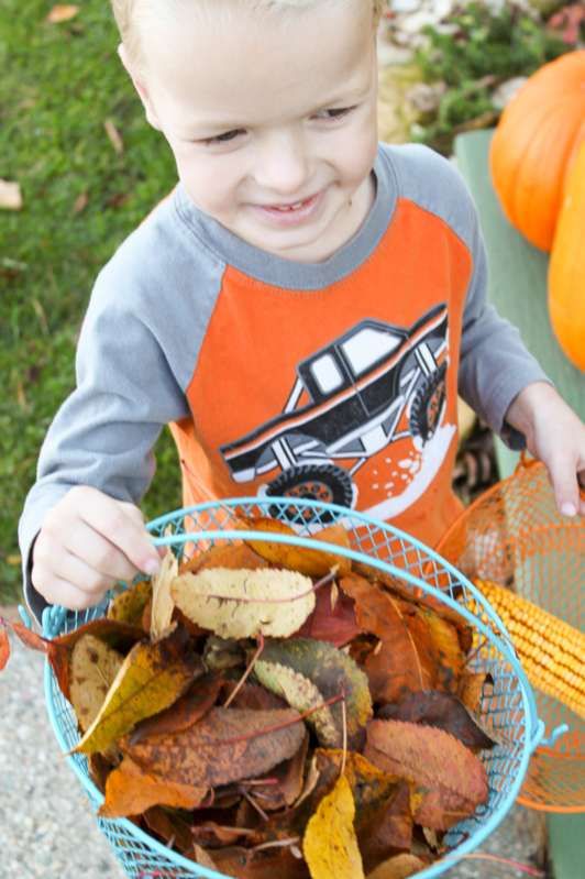 Autumn Leaf Collection