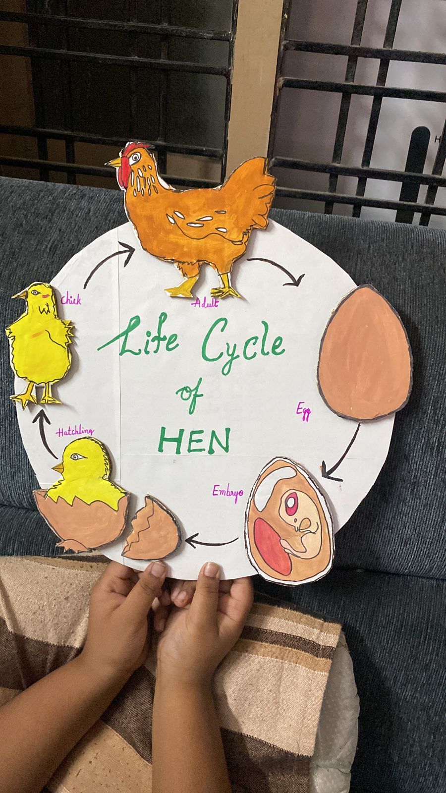 Chicken Lifecycle Display