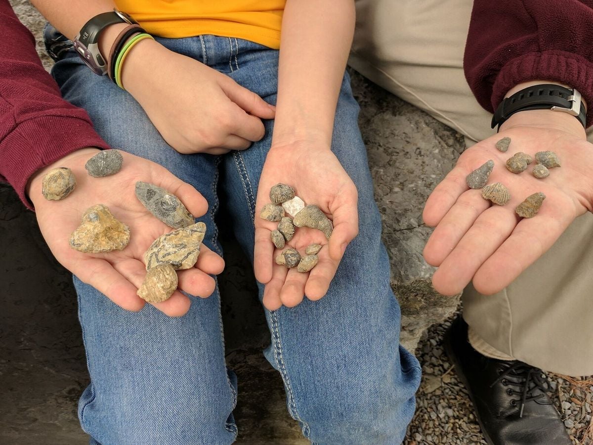 Fossil Hunting