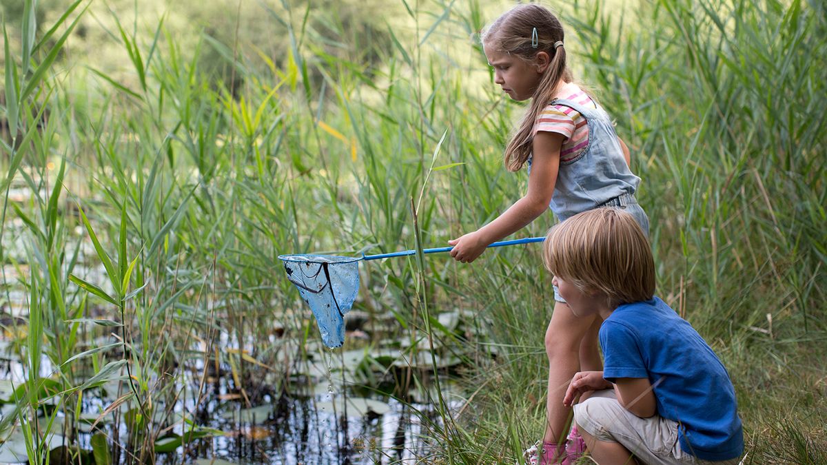 Garden Pond Dipping