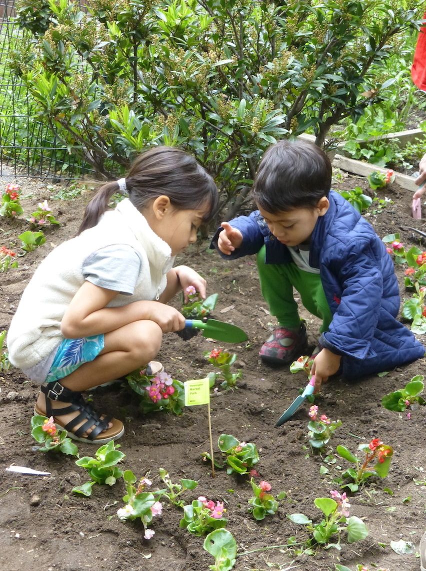 Plant a Wildflower Patch