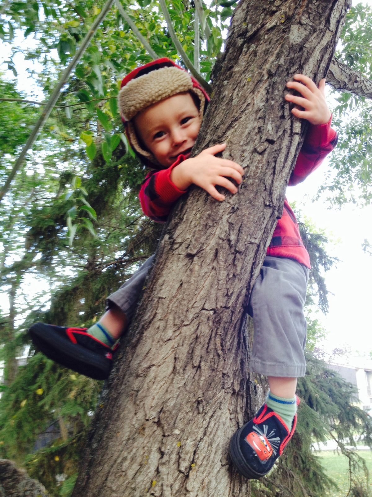 Tree Climbing Adventure