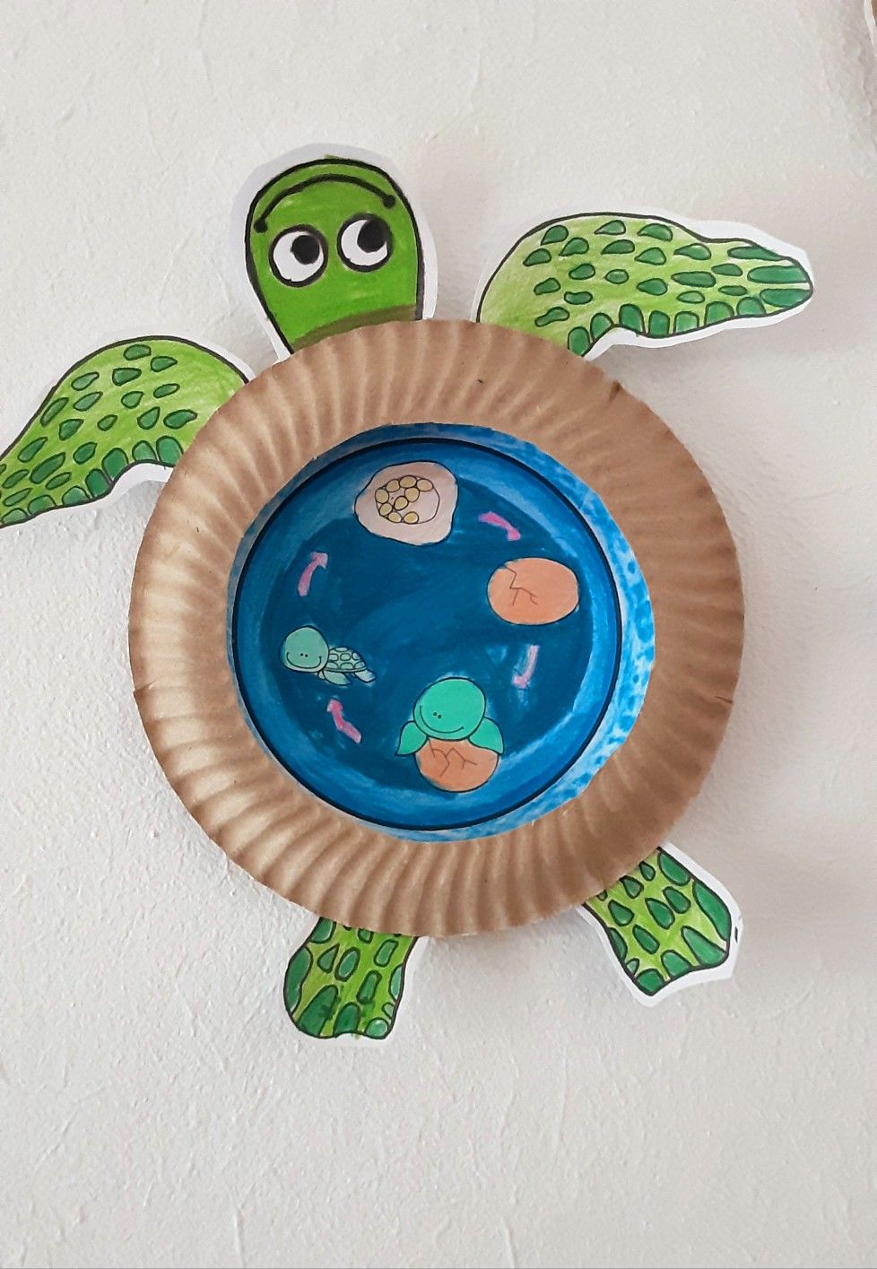 Turtle Life Cycle Craft